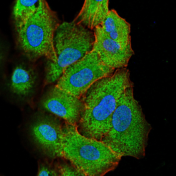 CASP3 Antibody