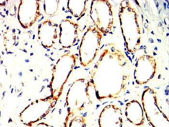 CASP3 Antibody