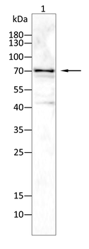 FN1 Antibody
