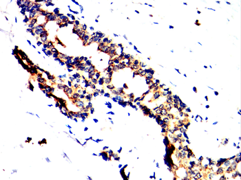 SPP1 Antibody