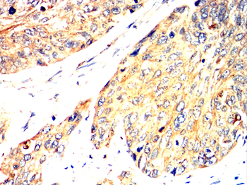 SPP1 Antibody