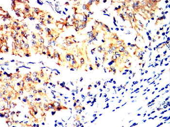 SPP1 Antibody