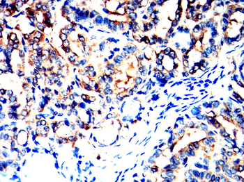 SPP1 Antibody
