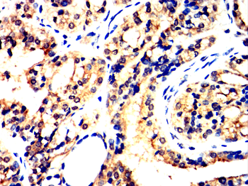 SPP1 Antibody