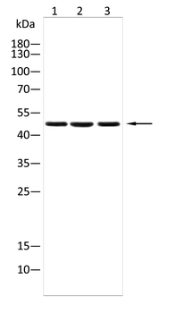 SPP1 Antibody