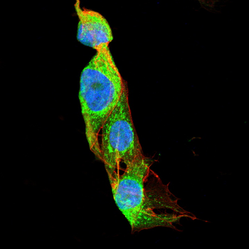 SMAD3 Antibody