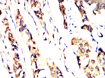 SMAD3 Antibody