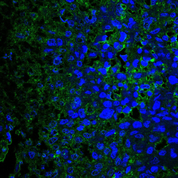 SMAD3 Antibody