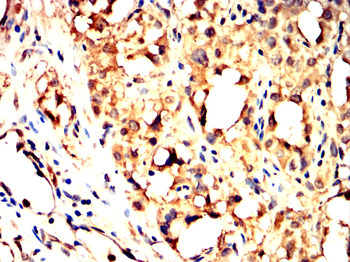 SMAD3 Antibody