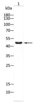 SMAD3 Antibody