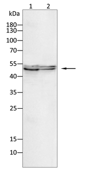 SMAD3 Antibody