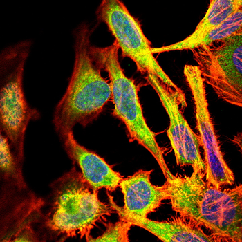BCL2A1 Antibody