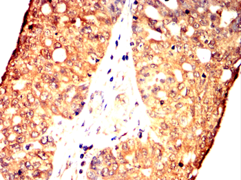 BCL2A1 Antibody
