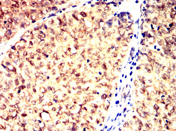CDKN1A Antibody