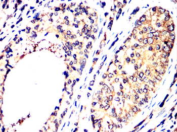 CDKN1A Antibody