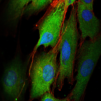 ESR1 Antibody
