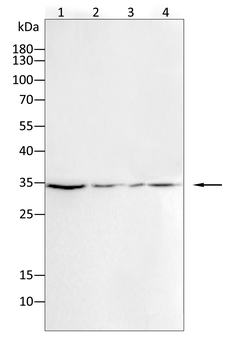 SOX2 Antibody