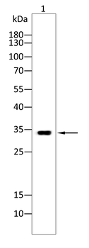 SOX2 Antibody