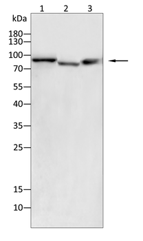 NLRP3 Antibody