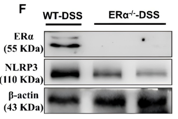 NLRP3 Antibody