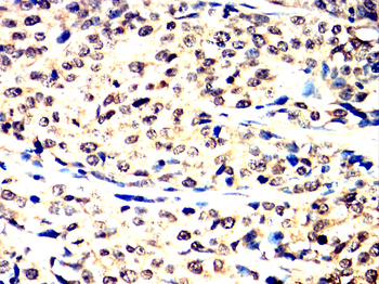 NLRP3 Antibody