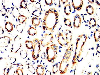 NLRP3 Antibody