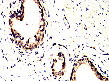 NLRP3 Antibody