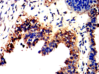 MMP3 Antibody