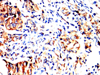 MMP3 Antibody
