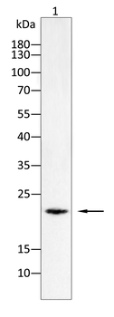 CGB3 Antibody