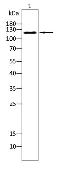 TLR8 Antibody
