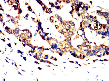 TLR8 Antibody