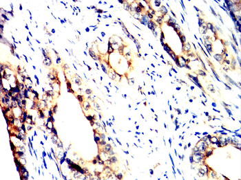 TLR8 Antibody