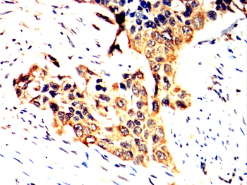 TLR8 Antibody