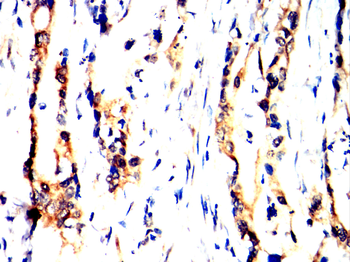 TLR8 Antibody