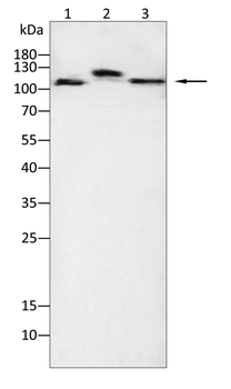 TLR8 Antibody