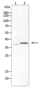 PIM1 Antibody