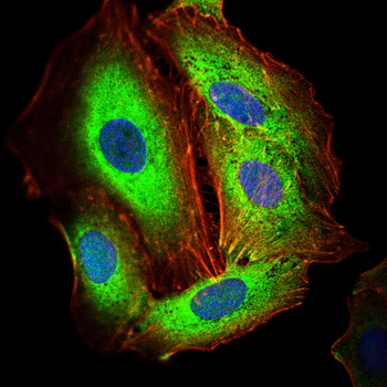 INSR Antibody