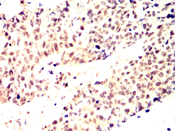 MAPK1 Antibody