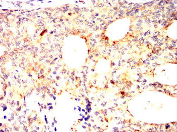 MAPK1 Antibody