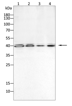 MAPK1 Antibody