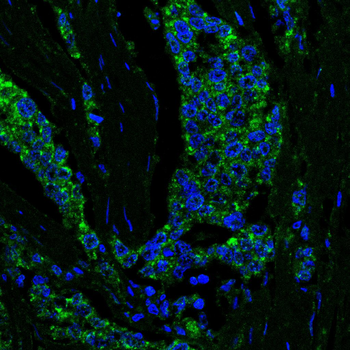 SMAD5 Antibody
