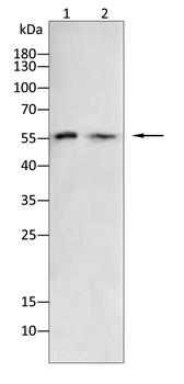 SMAD5 Antibody