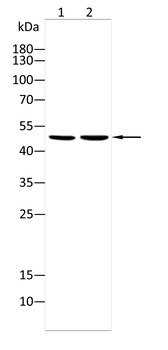 TNFRSF1B Antibody