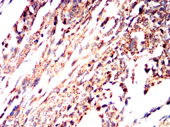 FGF21 Antibody