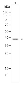 CD86 Antibody