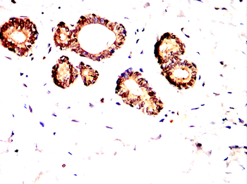 CD86 Antibody
