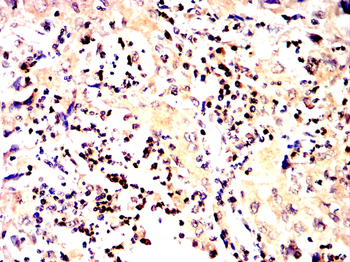 CD86 Antibody
