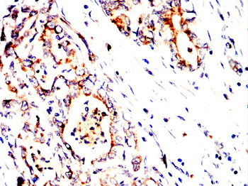 CD86 Antibody