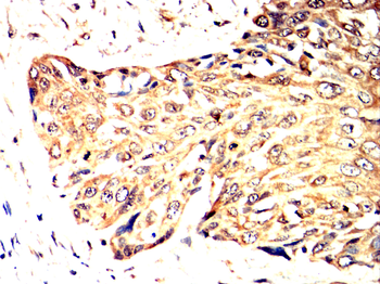 TBR1 Antibody